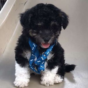 Meet your Posher, Trish